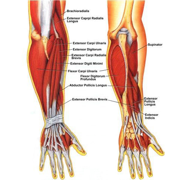 Carepeutic Digital Talking Hand Grip Arm Exerciser for Seniors